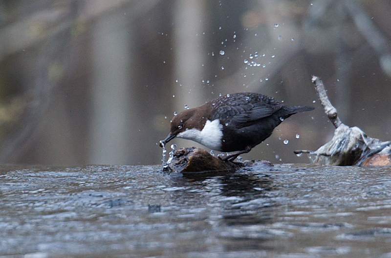 Fossekall - White-throated dipper (Cinclus cinclus) .jpg